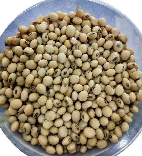 Soybean Seed